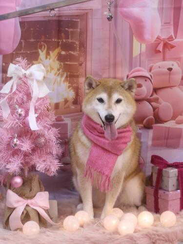 20241220こはるちゃん